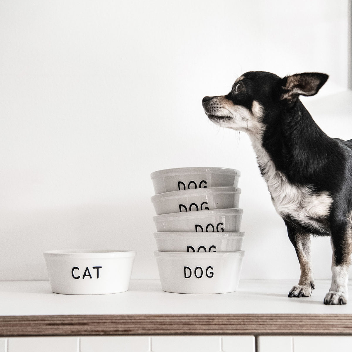 TIGELA PARA CÃES