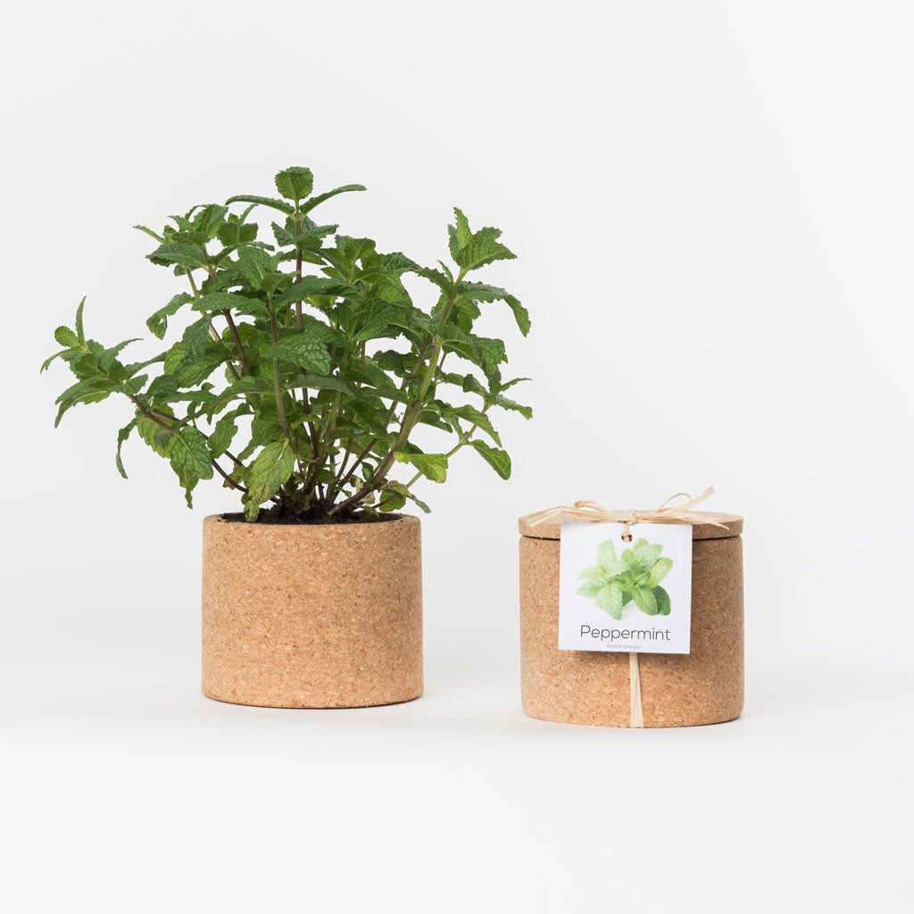 GROW BOX // Leafy Greens