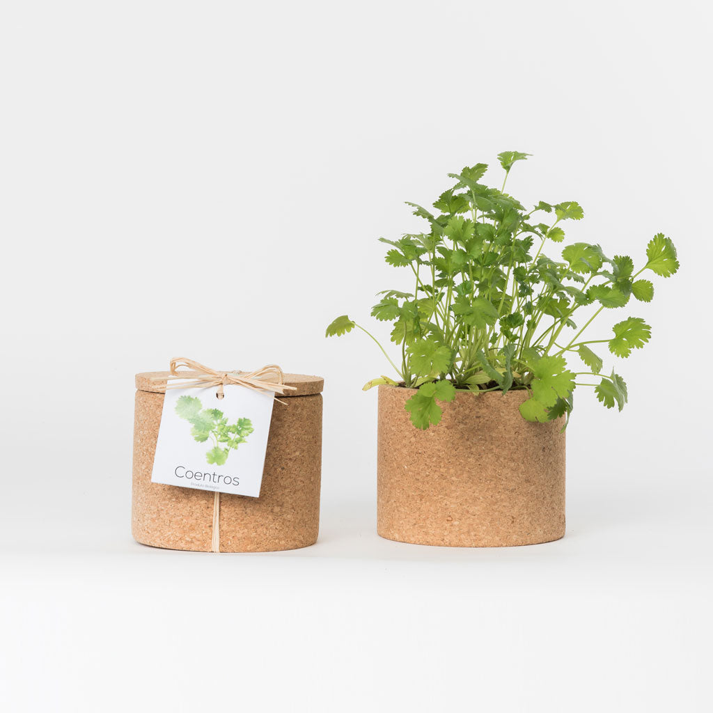 GROW BOX // Leafy Greens