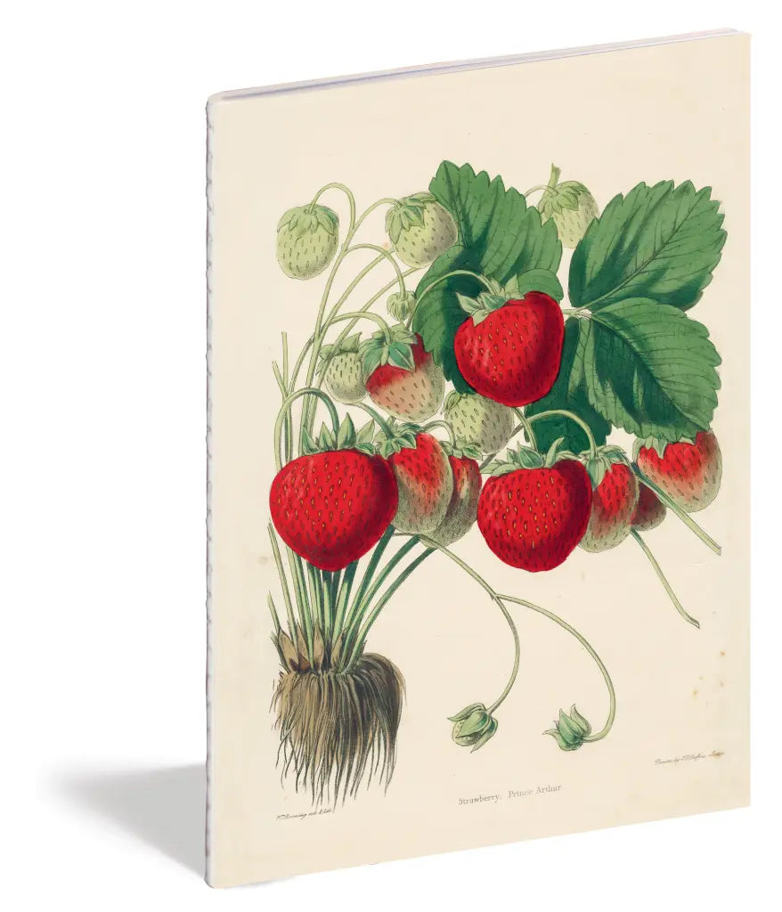 JOHN DERIAN // Cadernos Delícias da Cozinha