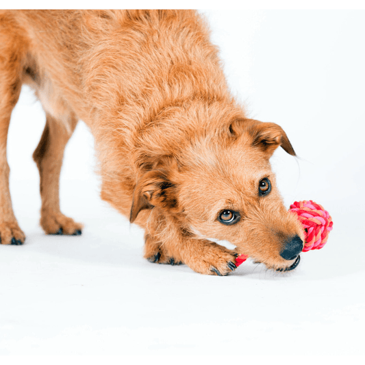 TOY // Slingshot Ball Dog Rope Toy - Loja Real