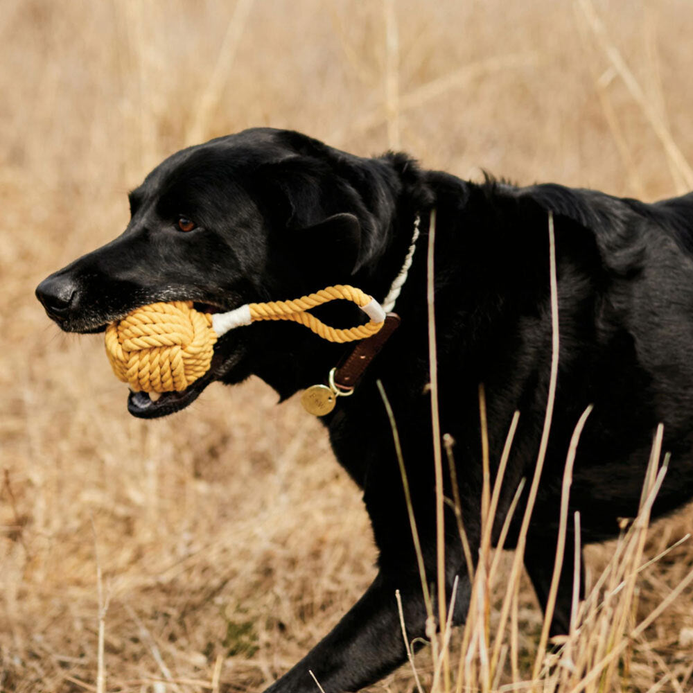 BRINQUEDO // Brinquedo de corda para cachorro com bola de estilingue