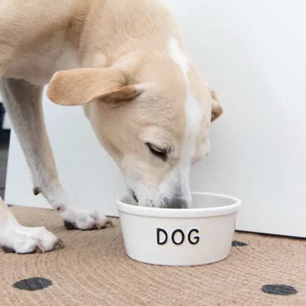 Tigela de cerâmica para cachorro