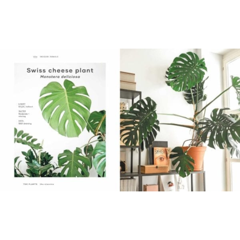 The Leaf Supply Guide To Creating Your Indoor Jungle