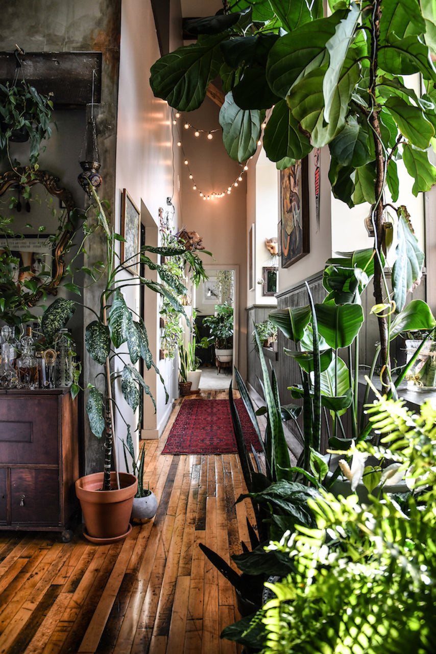 WONDER PLANTS 2 // Your Urban Jungle Interior